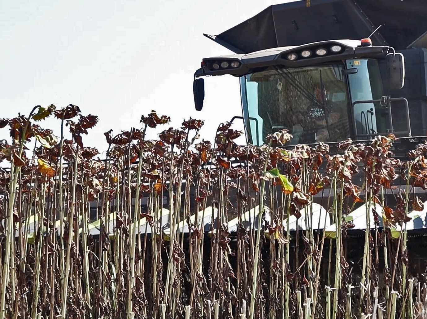 olimac-drago-gold-kobzarenko-4